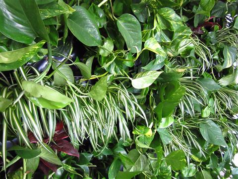 Grădină verticală cu plante naturale – Iancu Nicolae, foto 1 din 26